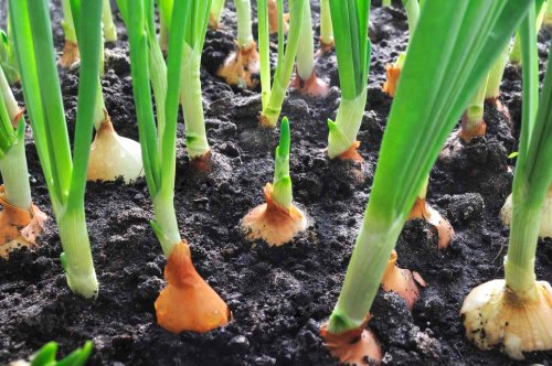 How To Plant And Grow Onions