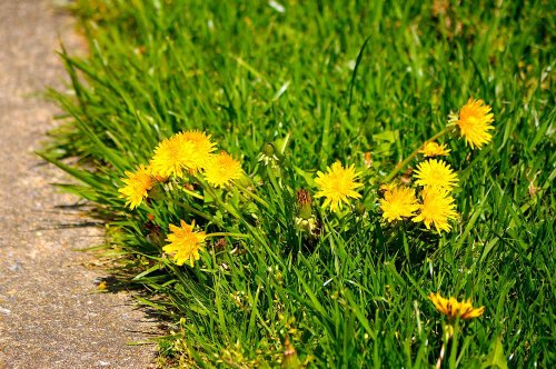 How To Get Rid Of Dandelions Once And For All