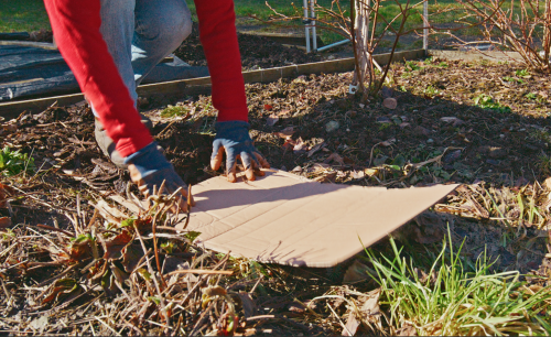 How Old Cardboard Boxes Can Help Your Garden
