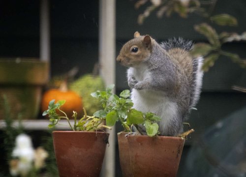 How To Keep Squirrels Out Of Your Potted Plants, According To Experts