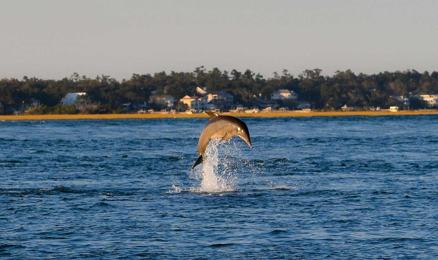 This North Carolina Beach Town Has More Wild Dolphin Sightings Than Anywhere Else In The U.S.
