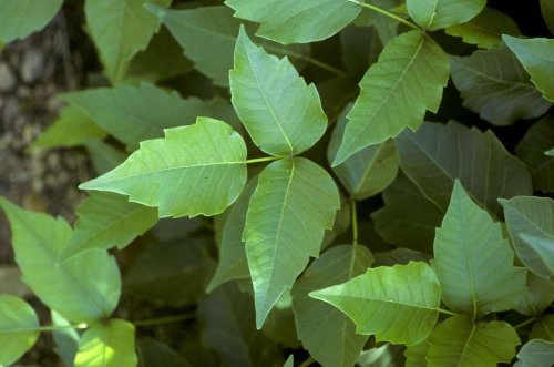 How To Kill Poison Ivy, According To A Horticulturist