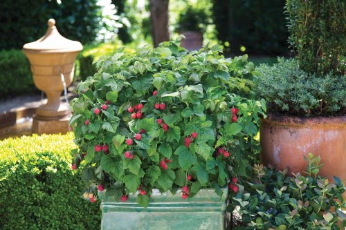 The 12 Best Fruits To Grow In Containers
