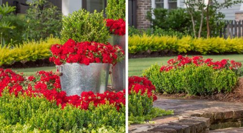Plant Combination: Two-Plant Wow Combo - Southern Living Plants