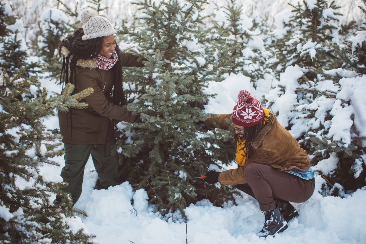 Maine Christmas Tree Farms - Southern Maine on the Cheap