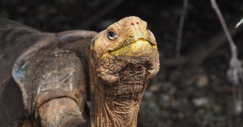 How Diego the tortoise brought his species back to the Galápagos