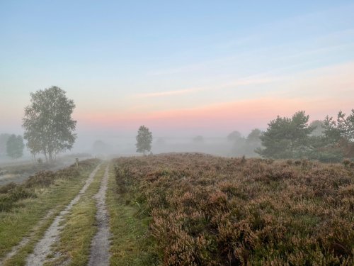 Wald, Moor & Heide: 5 Traum-Ausflüge rund um Hamburg