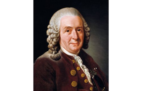 What we owe to the self-taught genius Carl Linnaeus