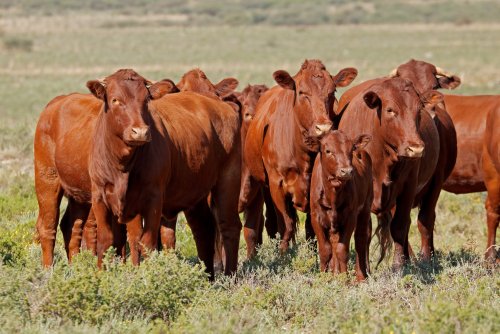 No, Red Cows Won’t Spark War in Israel