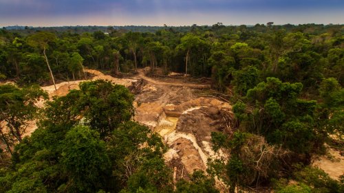 Entwaldung: Waldfläche pro Kopf ist deutlich gesunken