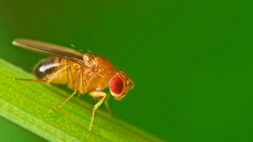 Neuer Geschmacksrezeptor entdeckt: Fliegen schmecken basisch
