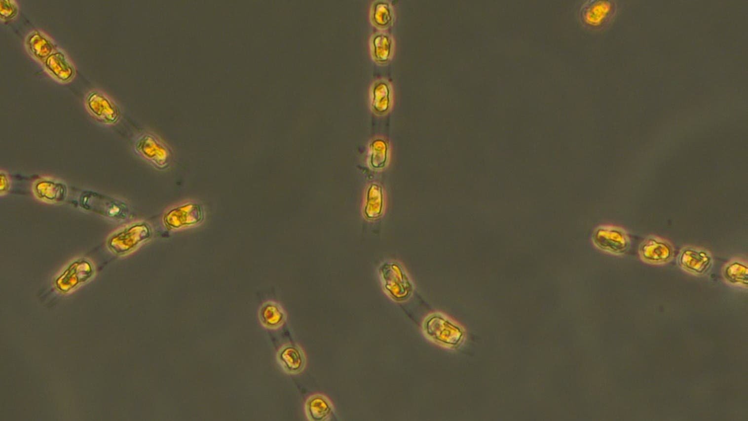 7000 Jahre alte Algen wieder zum Leben erweckt