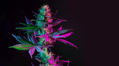 Doktor Whatson: Wie gefährlich ist Cannabis wirklich?