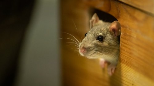 Menschlicher Genschalter lässt Mäusehirn wachsen