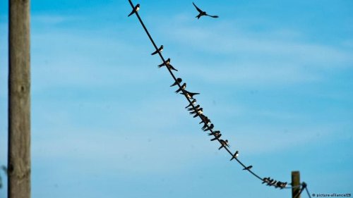 Deutsche Welle: Warum bekommen Vögel auf einem Stromkabel keinen Schlag?