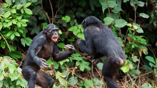 Sind Bonobos gar nicht so friedlich wie gedacht?