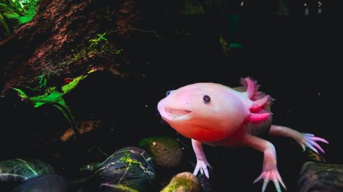 Wie Axolotl-Zellen wissen, wohin sie gehören