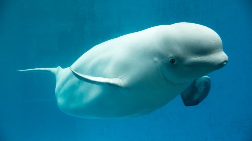 Arktischer Meeressäuger: Beluga verirrt sich in die Seine
