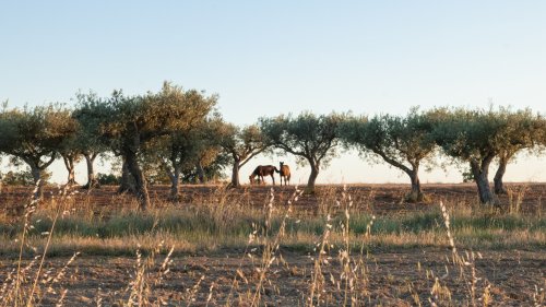 Rewilding: Mehr Natur, weniger Feuer
