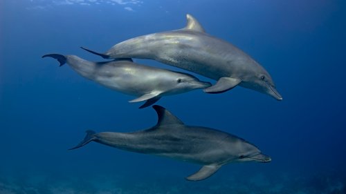 Meeresbiologie: Korallenschleim verhilft Delfinen zu reiner Haut