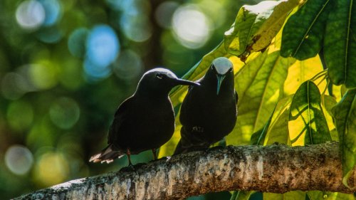 Wie Pilze ein Tropenparadies wiederbeleben