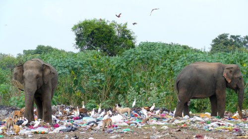 Umweltverschmutzung: Elefanten verteilen Plastikmüll über Kot
