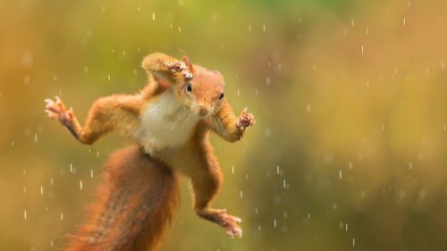 Freistetters Formelwelt: Die richtige Gleichung hilft, Eichhörnchen zu schützen