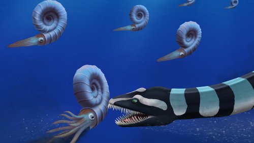 Fossilien entpuppen sich als urzeitliches Seeungeheuer