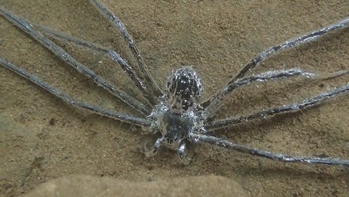 Evolution: Spinne geht auf Tauchgang