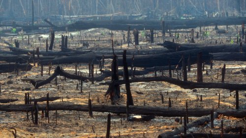 Naturschutz: Das würde die Rettung Amazoniens kosten
