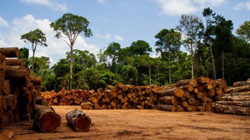 Spektrum-Podcast: So wirkt sich die Abholzung im Amazonas aus