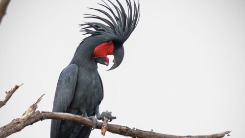 Papageien: Palmkakadus knabbern den perfekten Trommelstock zurecht