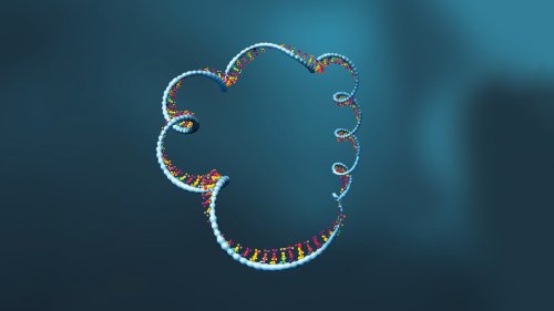Heilende Ringe aus RNA