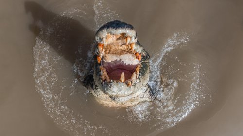 Wie Krokodile von Schweinen profitieren