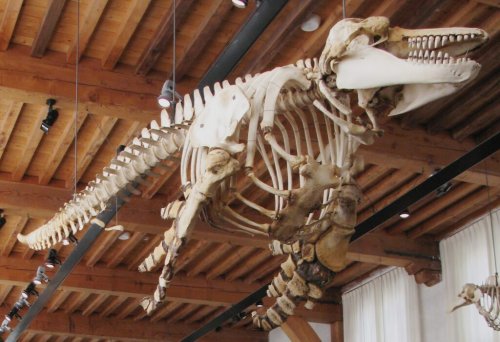Sind Orcas wählerisch beim Essen? » Meertext » SciLogs - Wissenschaftsblogs