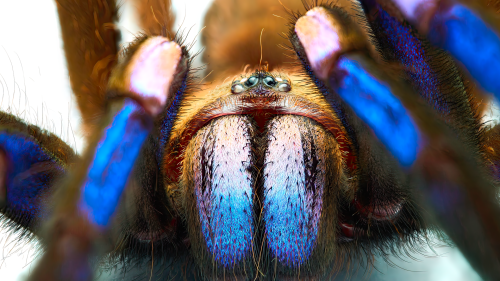 Artenvielfalt: Elektrisierend blaue Vogelspinne überrascht Biologen