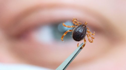 Wie gefährlich sind Hyalomma-Zecken?