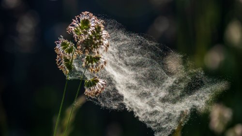 Dünger verstärkt Gräserallergie