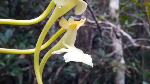 Unerwartete Orchidee mit rekordverdächtigen Ausmaßen