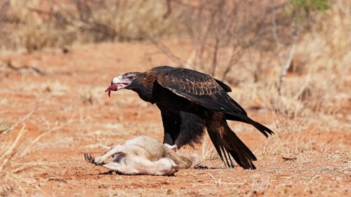 Vögel: Gigantischer Adler beherrschte Australiens Luftraum