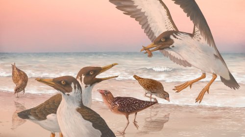 Paläontologie: Muss die Evolutionsgeschichte der Vögel umgeschrieben werden?