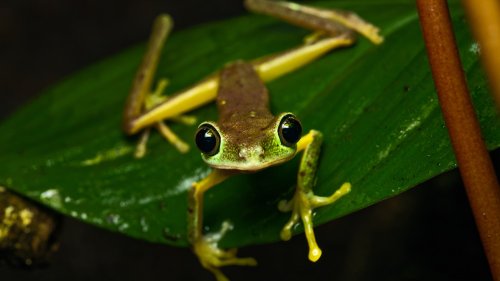 Amphibiensterben: Abgesang der Frösche