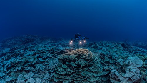 Ozeane: Riesiges, unberührtes Riff vor Tahiti entdeckt