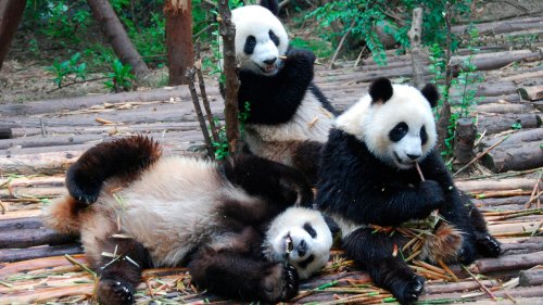 Tierische Darmflora: Warum sich Pandas mit Bambus Speck anfressen können