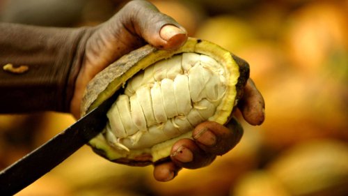 Elfenbeinküste und Ghana: Kakaoanbau treibt Abholzung in Westafrika voran