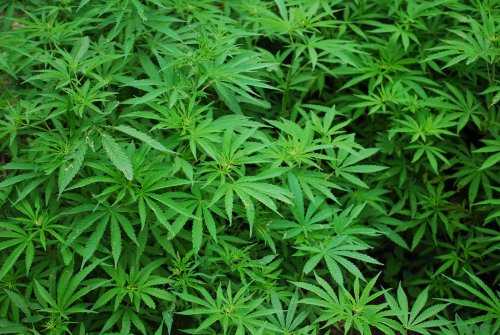 Warum das Bundesverfassungsgericht am Cannabisverbot festhält