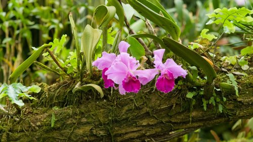Evolution: Pilze helfen Orchideen beim Überleben