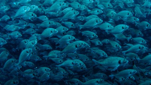 Artenvielfalt: Wird das Mittelmeer für die Fischwelt zur Sackgasse?