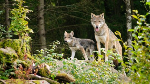 Artenschutz: Wölfe breiten sich in Deutschland weiter aus