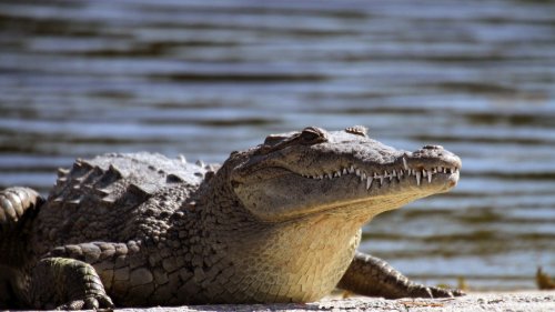 Vaterlos: Krokodil-Nachwuchs per Jungfernzeugung